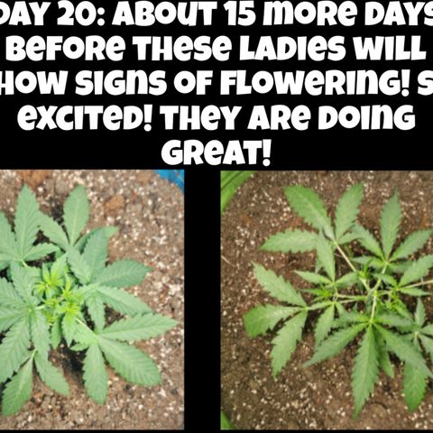 Purple Lemonade Autos growlog timeline photo