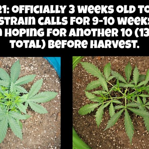 Purple Lemonade Autos growlog timeline photo