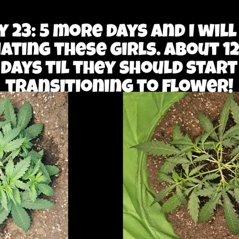 Purple Lemonade Autos growlog timeline photo