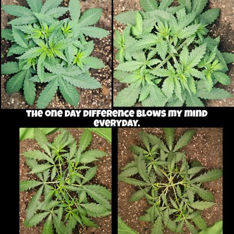 Purple Lemonade Autos growlog timeline photo