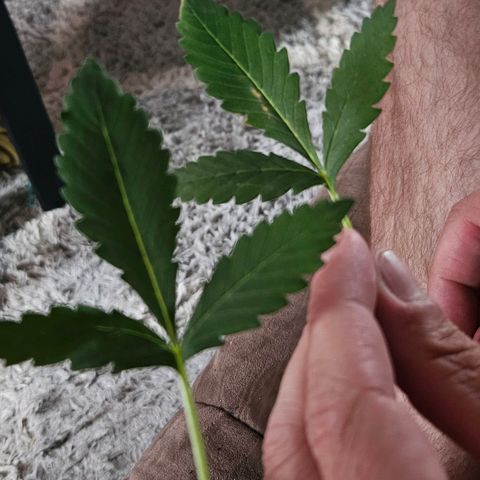 Purple Lemonade Autos growlog timeline photo