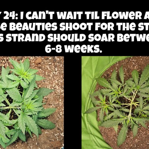 Purple Lemonade Autos growlog timeline photo