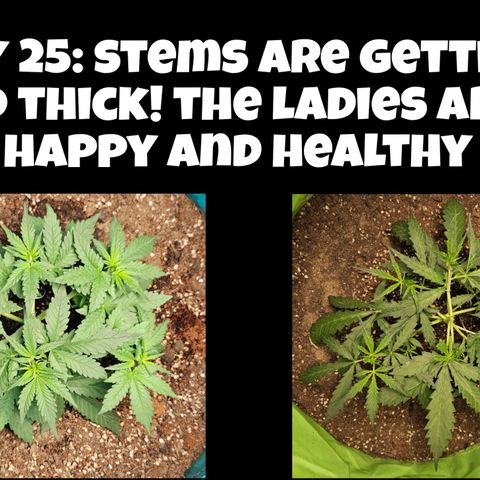 Purple Lemonade Autos growlog timeline photo