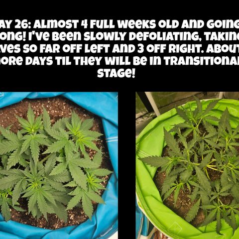 Purple Lemonade Autos growlog timeline photo