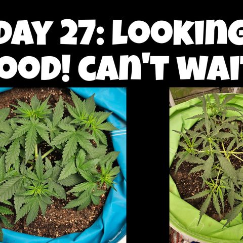 Purple Lemonade Autos growlog timeline photo