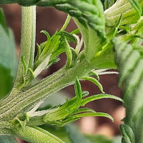 Purple Lemonade Autos growlog timeline photo