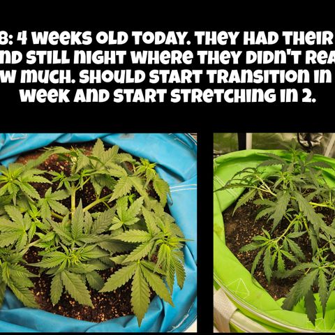 Purple Lemonade Autos growlog timeline photo