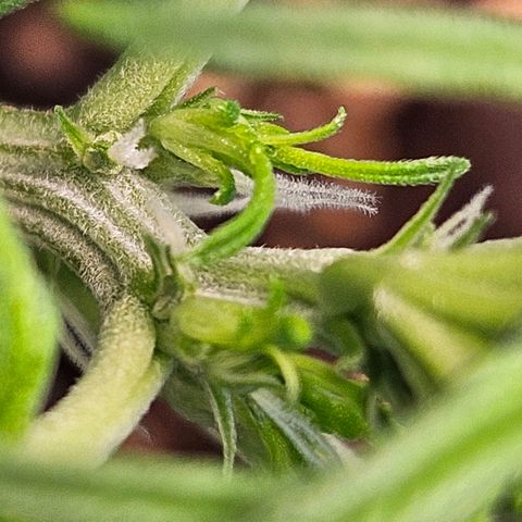 Purple Lemonade Autos growlog timeline photo
