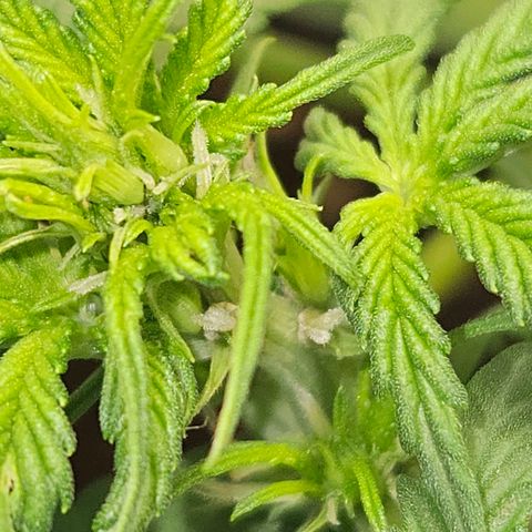Purple Lemonade Autos growlog timeline photo