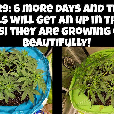 Purple Lemonade Autos growlog timeline photo