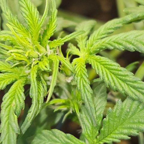 Purple Lemonade Autos growlog timeline photo