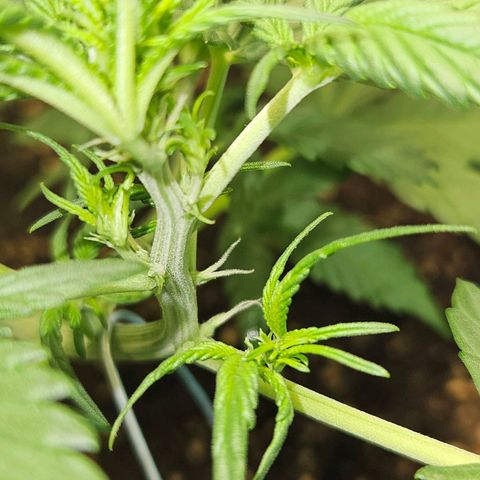 Purple Lemonade Autos growlog timeline photo