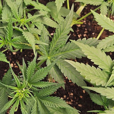 Purple Lemonade Autos growlog timeline photo