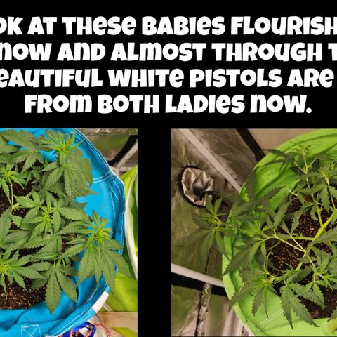 Purple Lemonade Autos growlog timeline photo