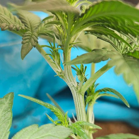 Purple Lemonade Autos growlog timeline photo