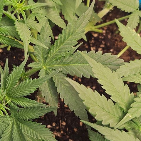Purple Lemonade Autos growlog timeline photo
