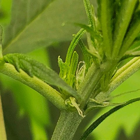 Purple Lemonade Autos growlog timeline photo