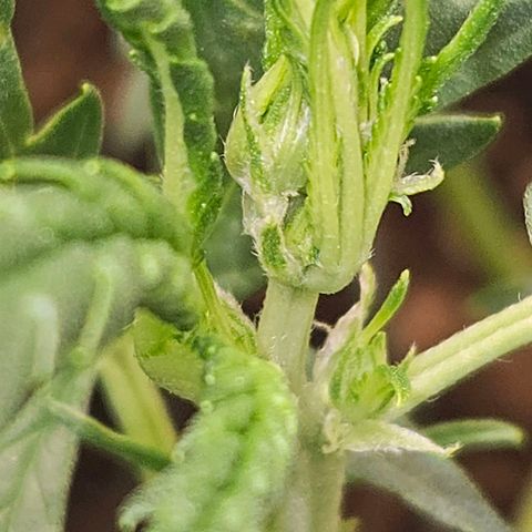 Purple Lemonade Autos growlog timeline photo