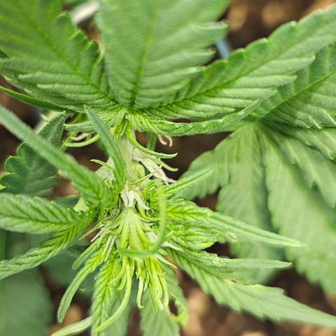 Purple Lemonade Autos growlog timeline photo