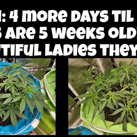 Purple Lemonade Autos growlog timeline photo