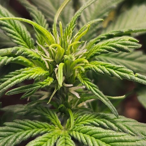Purple Lemonade Autos growlog timeline photo