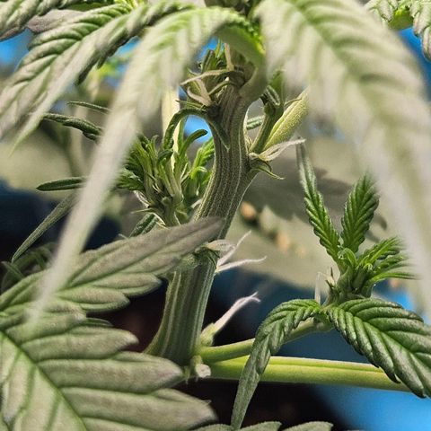 Purple Lemonade Autos growlog timeline photo