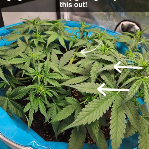 Purple Lemonade Autos growlog timeline photo
