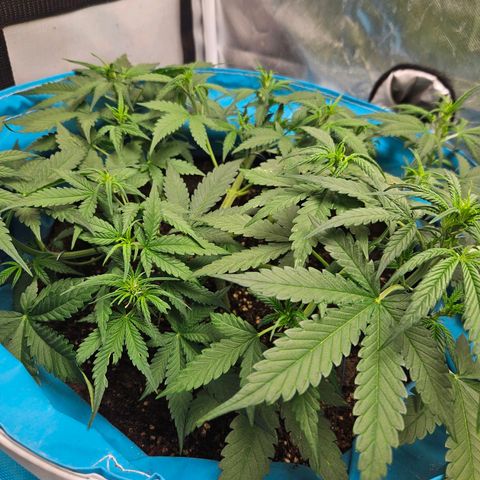 Purple Lemonade Autos growlog timeline photo