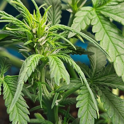 Purple Lemonade Autos growlog timeline photo