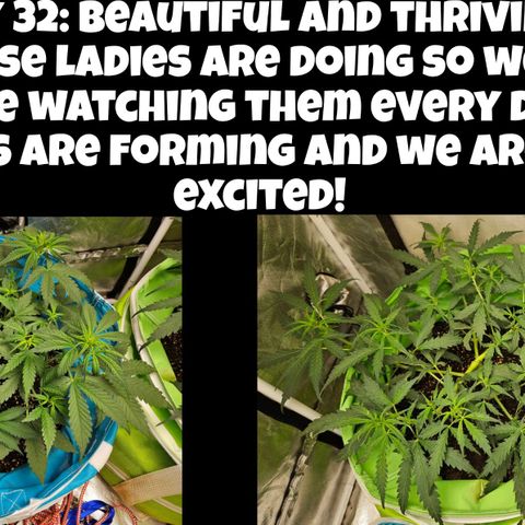 Purple Lemonade Autos growlog timeline photo