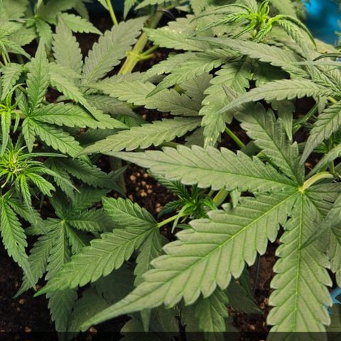 Purple Lemonade Autos growlog timeline photo