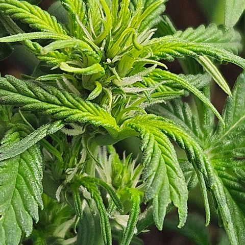 Purple Lemonade Autos growlog timeline photo