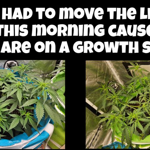 Purple Lemonade Autos growlog timeline photo