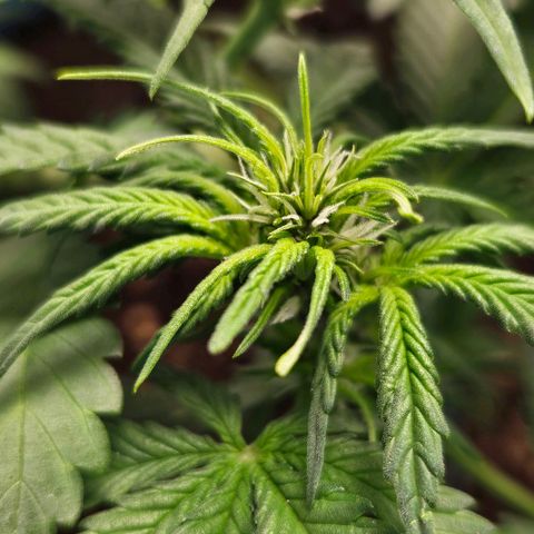 Purple Lemonade Autos growlog timeline photo