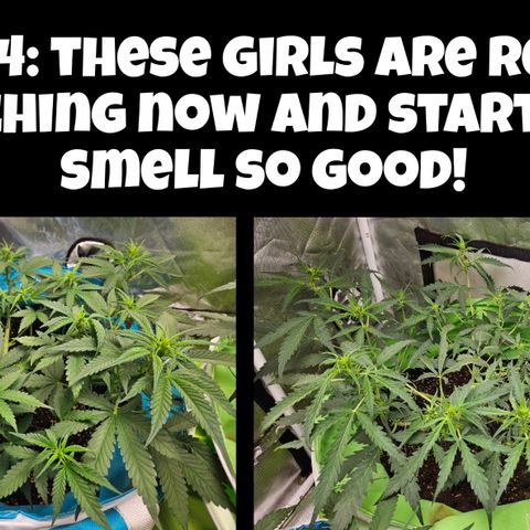 Purple Lemonade Autos growlog timeline photo