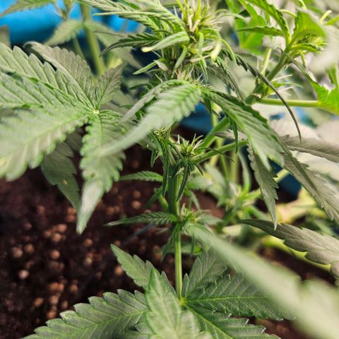 Purple Lemonade Autos growlog timeline photo