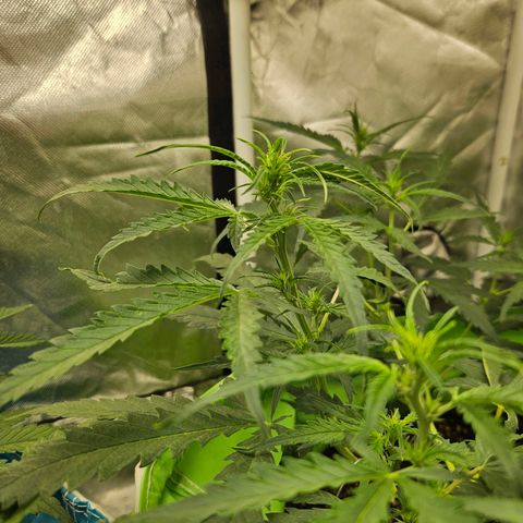 Purple Lemonade Autos growlog timeline photo