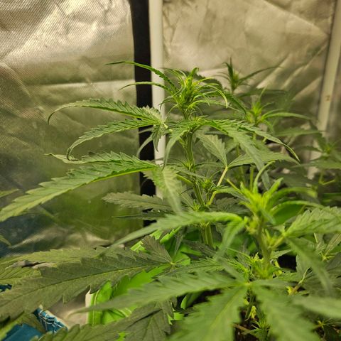 Purple Lemonade Autos growlog timeline photo