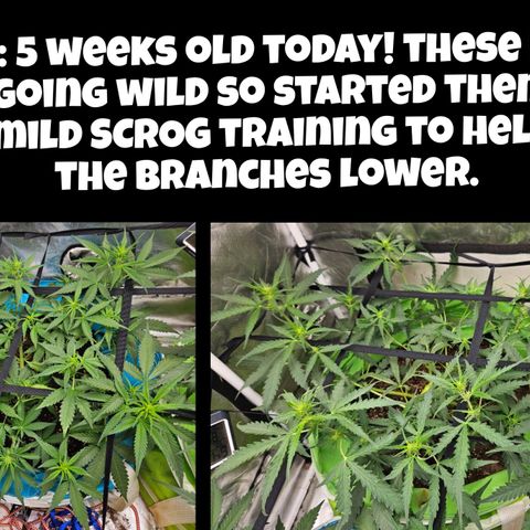 Purple Lemonade Autos growlog timeline photo