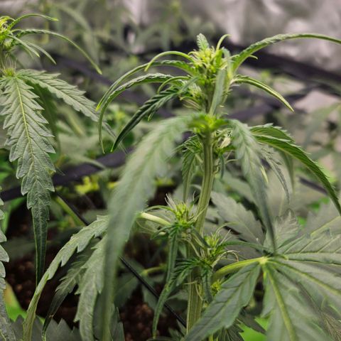 Purple Lemonade Autos growlog timeline photo
