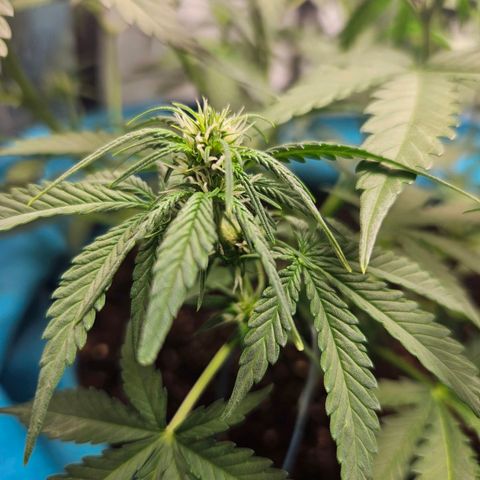 Purple Lemonade Autos growlog timeline photo