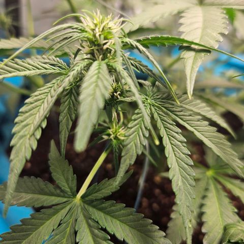 Purple Lemonade Autos growlog timeline photo