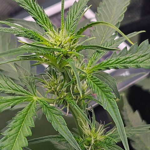 Purple Lemonade Autos growlog timeline photo