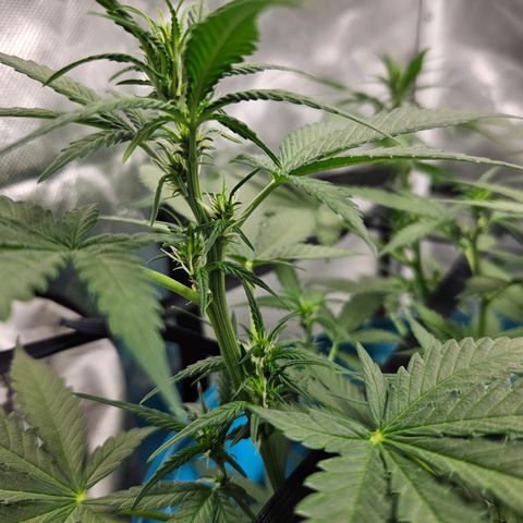 Purple Lemonade Autos growlog timeline photo