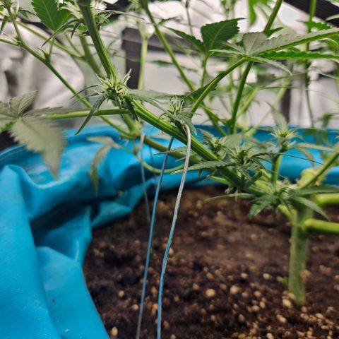 Purple Lemonade Autos growlog timeline photo