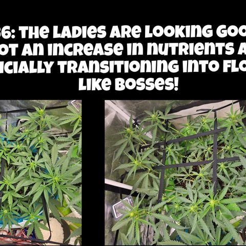 Purple Lemonade Autos growlog timeline photo