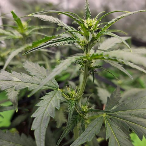 Purple Lemonade Autos growlog timeline photo