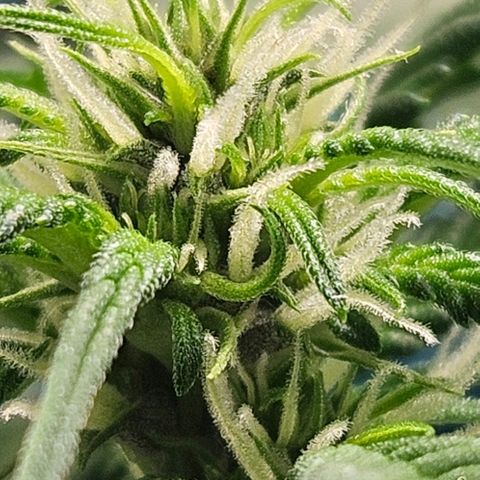 Purple Lemonade Autos growlog timeline photo
