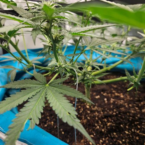 Purple Lemonade Autos growlog timeline photo