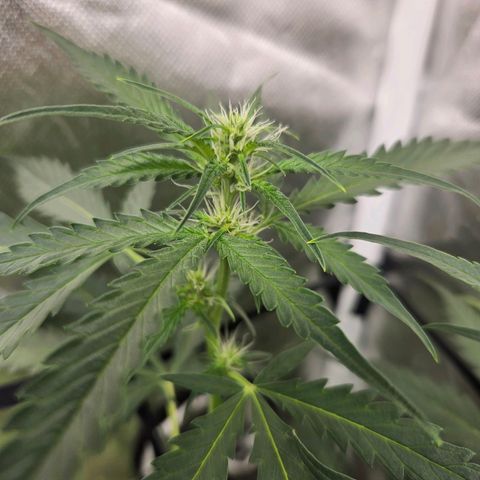 Purple Lemonade Autos growlog timeline photo